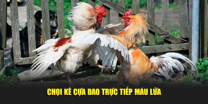 Chọi kê cựa dao trực tiếp máu lửa