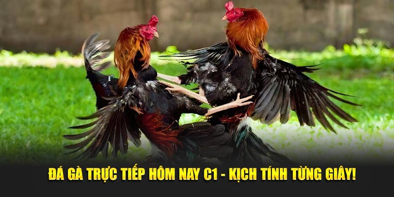 Đá gà trực tiếp hôm nay C1 - Kịch tính từng giây!