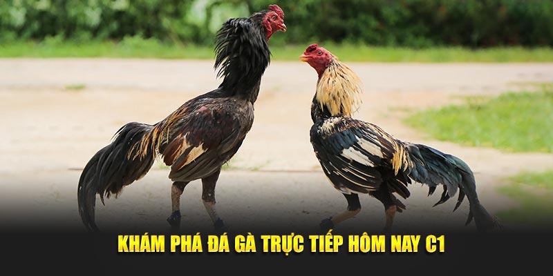 Khám phá đá gà trực tiếp hôm nay C1 