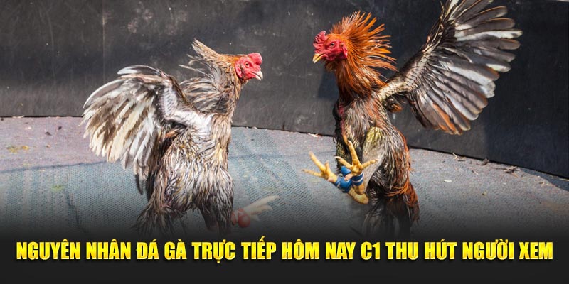 Nguyên nhân đá gà trực tiếp hôm nay C1 thu hút người xem