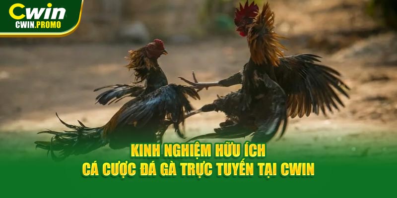 Kinh nghiệm hữu ích cá cược đá gà trực tuyến tại CWIN