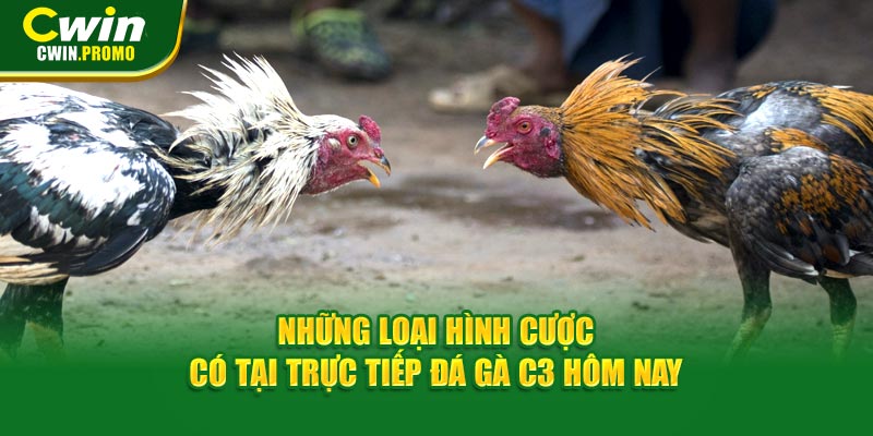 Những loại hình cược có tại trực tiếp đá gà C3 hôm nay