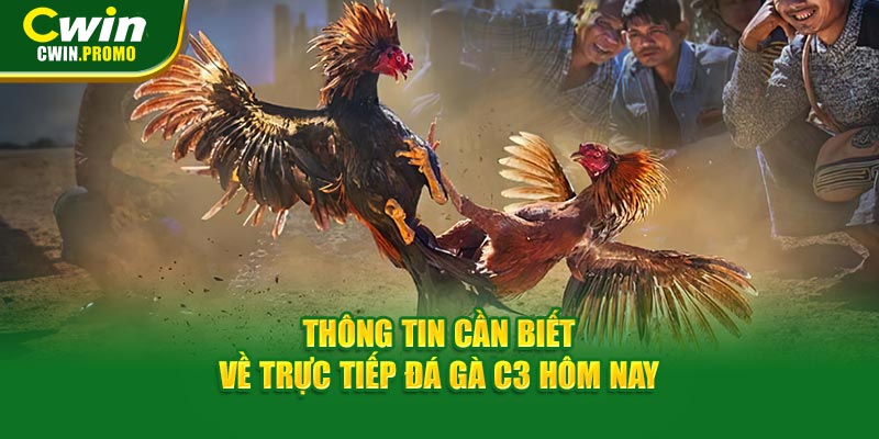 Thông tin cần biết về trực tiếp đá gà C3 hôm nay