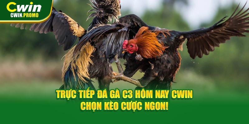 Trực tiếp đá gà C3 hôm nay tại CWIN cung cấp nhiều ưu đãi khủng