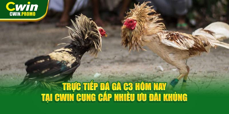 Trực tiếp đá gà c3 hôm nay CWIN - Chọn kèo cược ngon!